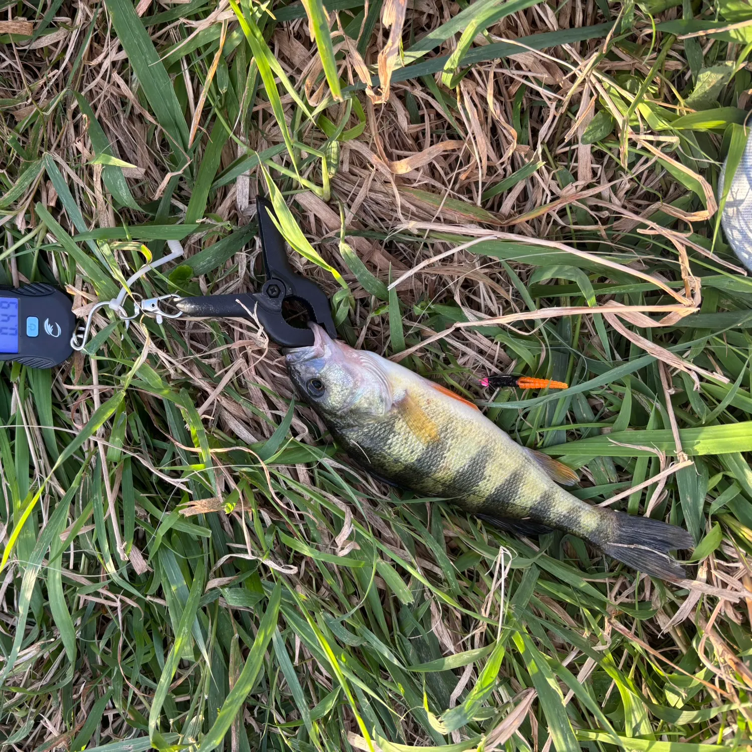 Yellow perch caught on Fishbrain