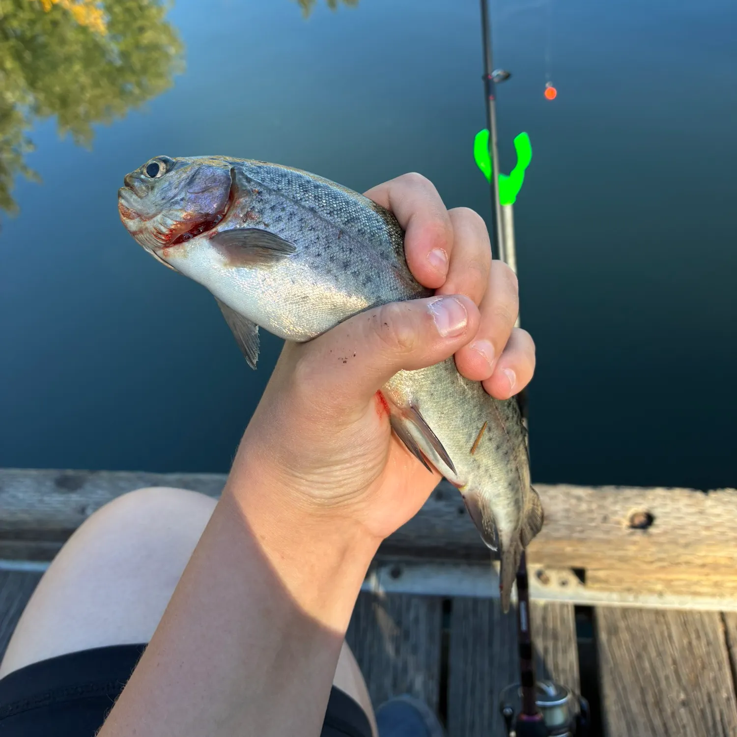 Rainbow trout caught on Fishbrain