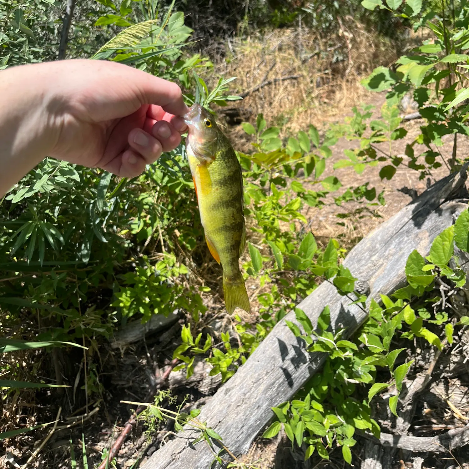 The most recent Yellow perch catches on Fishbrain