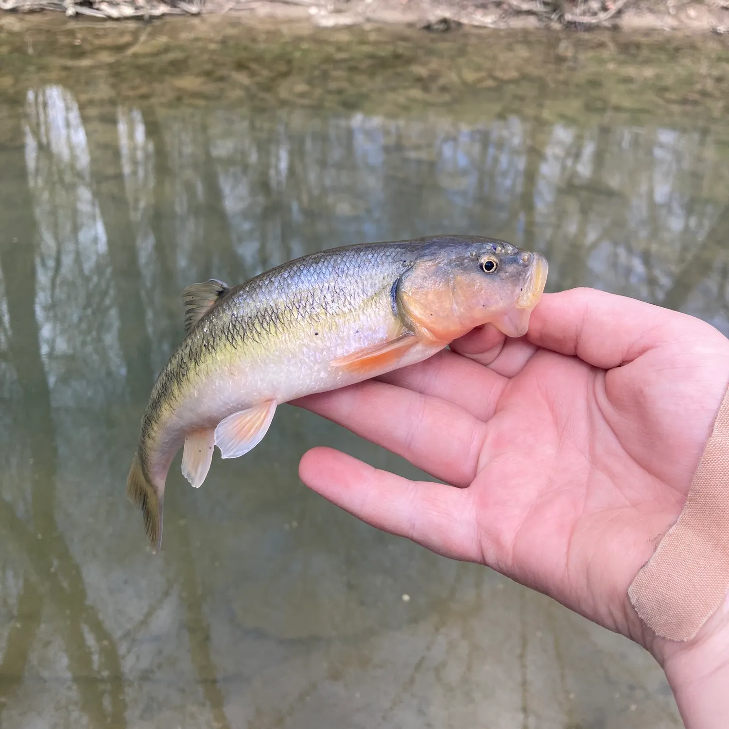 The most recent Creek chub catches on Fishbrain