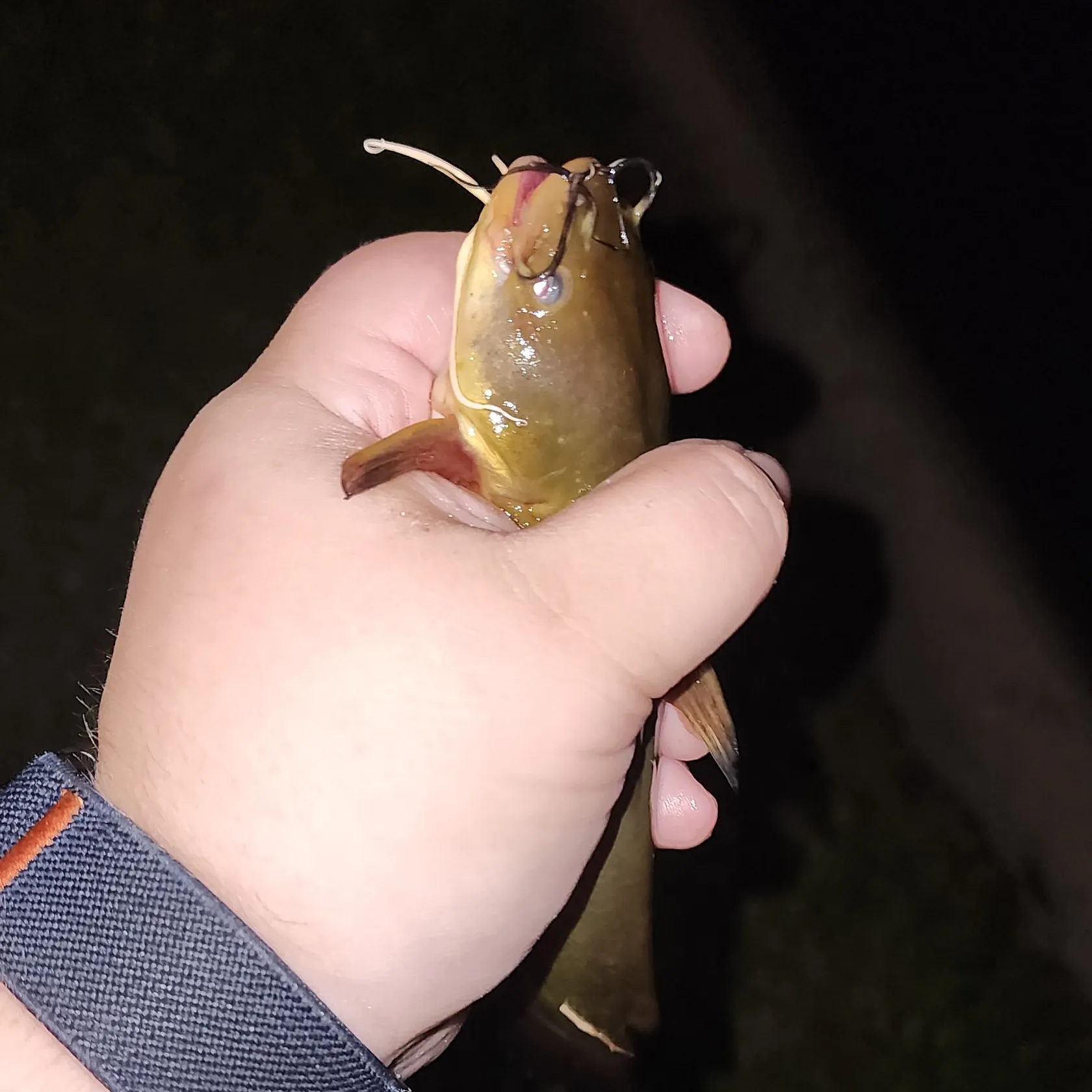 Yellow bullhead caught on Fishbrain