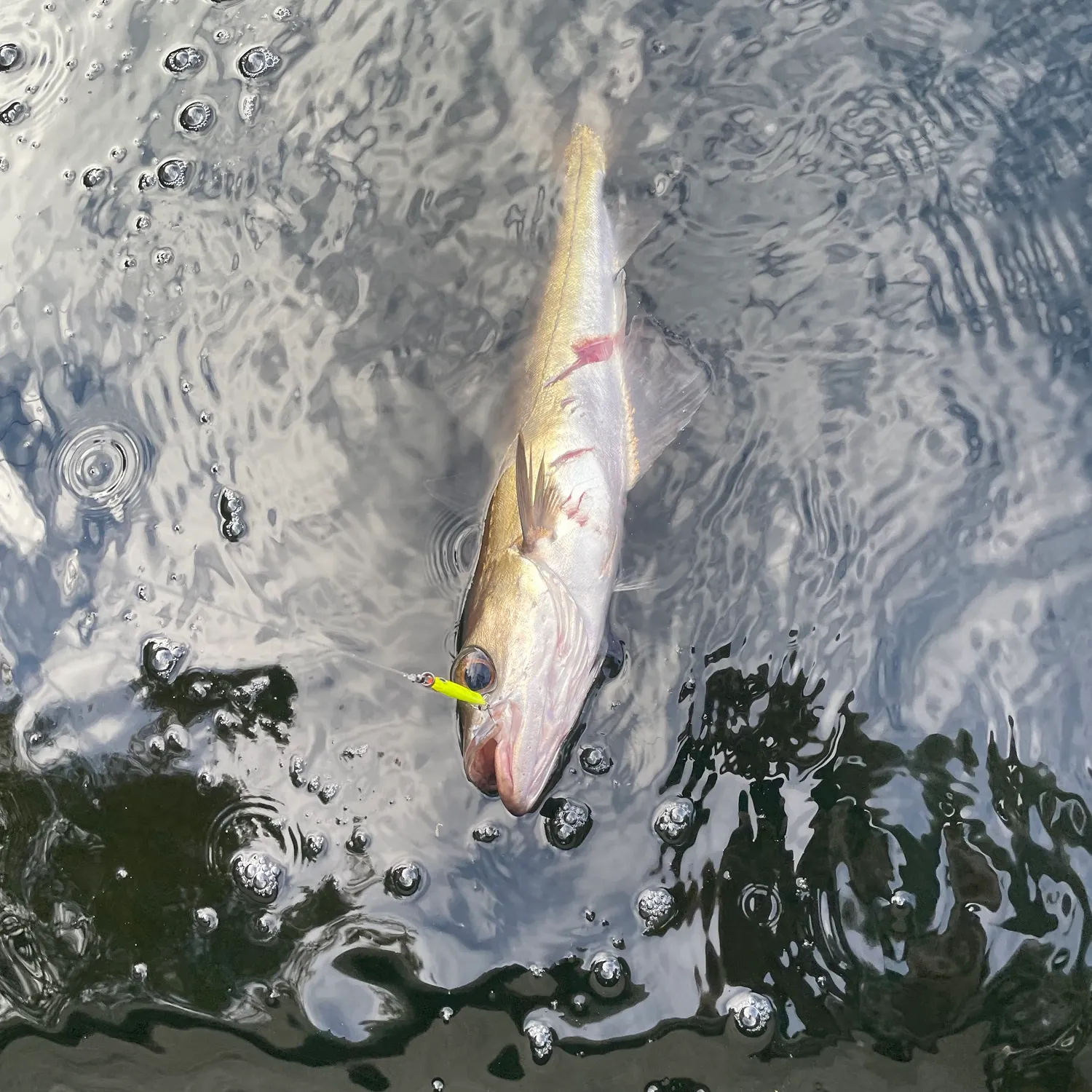 Pollack caught on Fishbrain