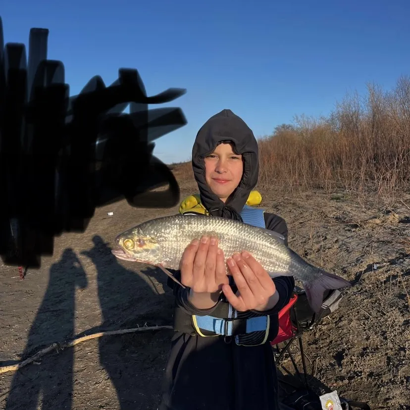 The most recent Goldeye catches on Fishbrain