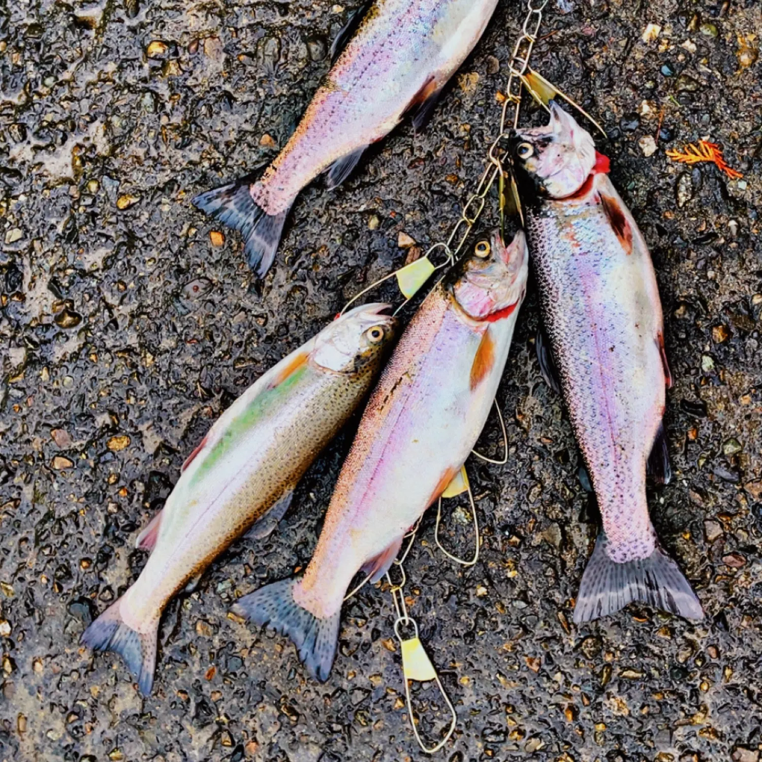 recently logged catches