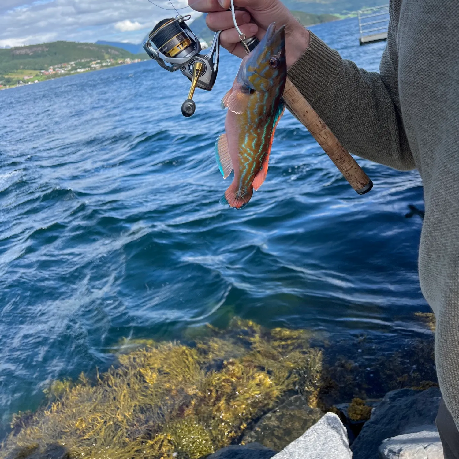 The most recent Cuckoo wrasse catches on Fishbrain