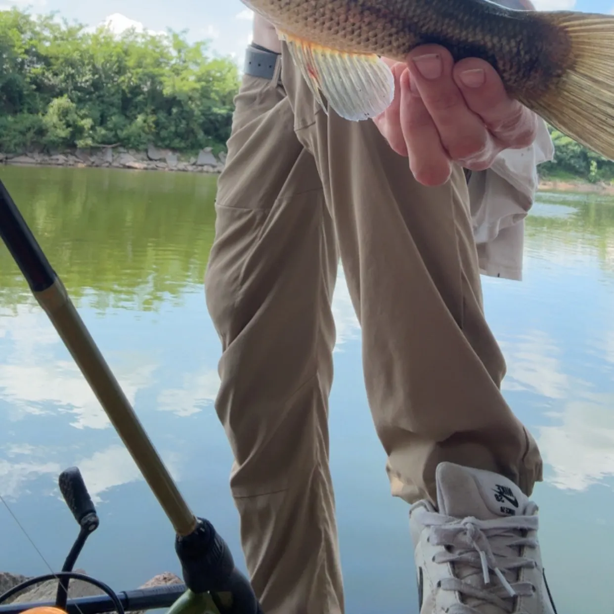Largemouth bass caught on Fishbrain