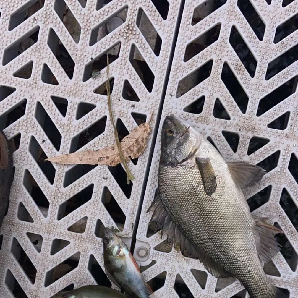 The most recent Bidyan perch catches on Fishbrain
