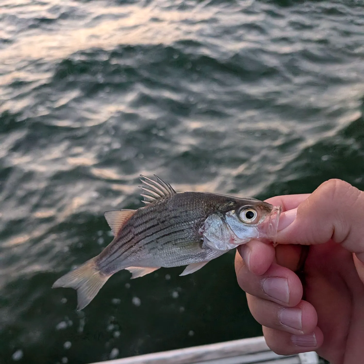 White bass caught on Fishbrain