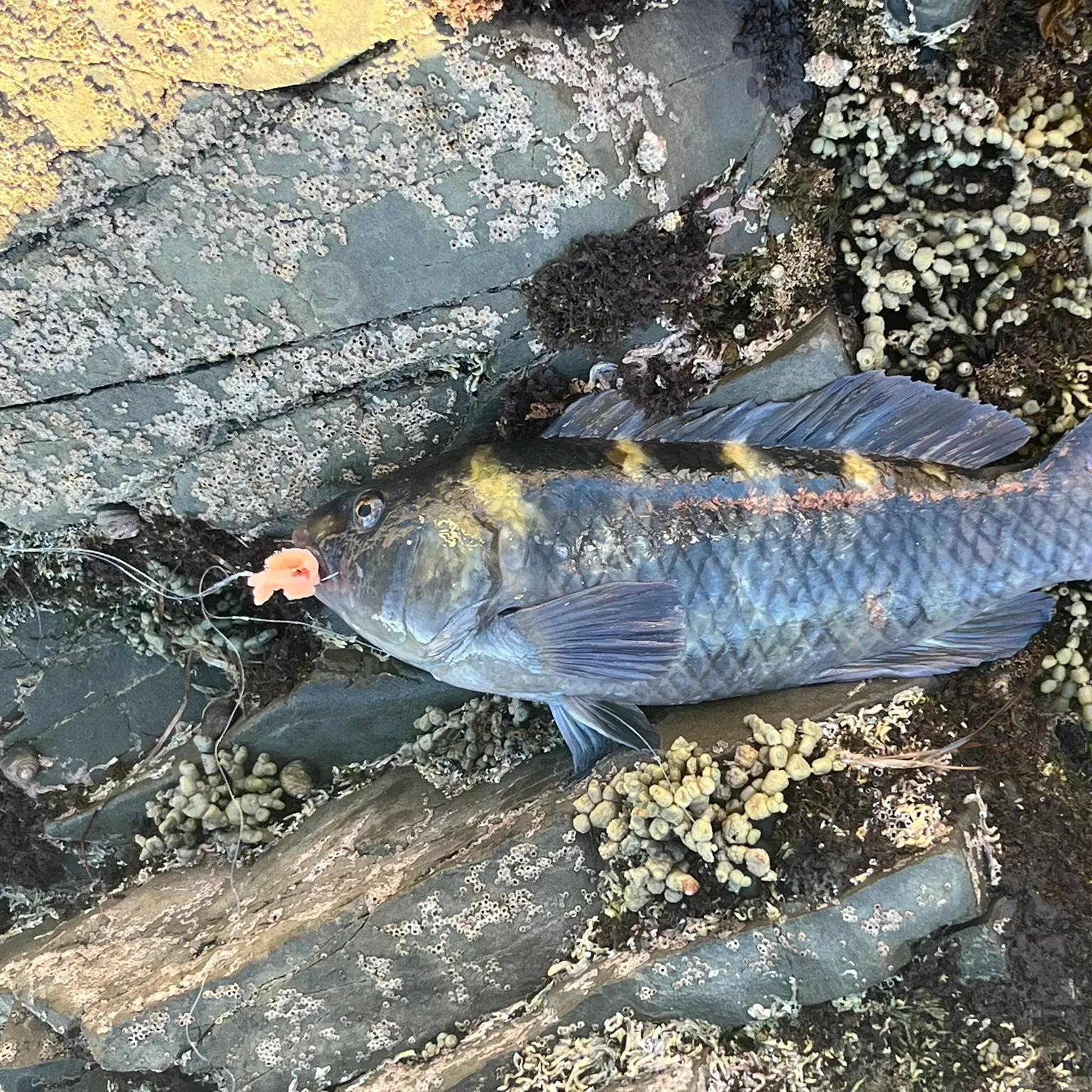 The most recent Banded wrasse catches on Fishbrain