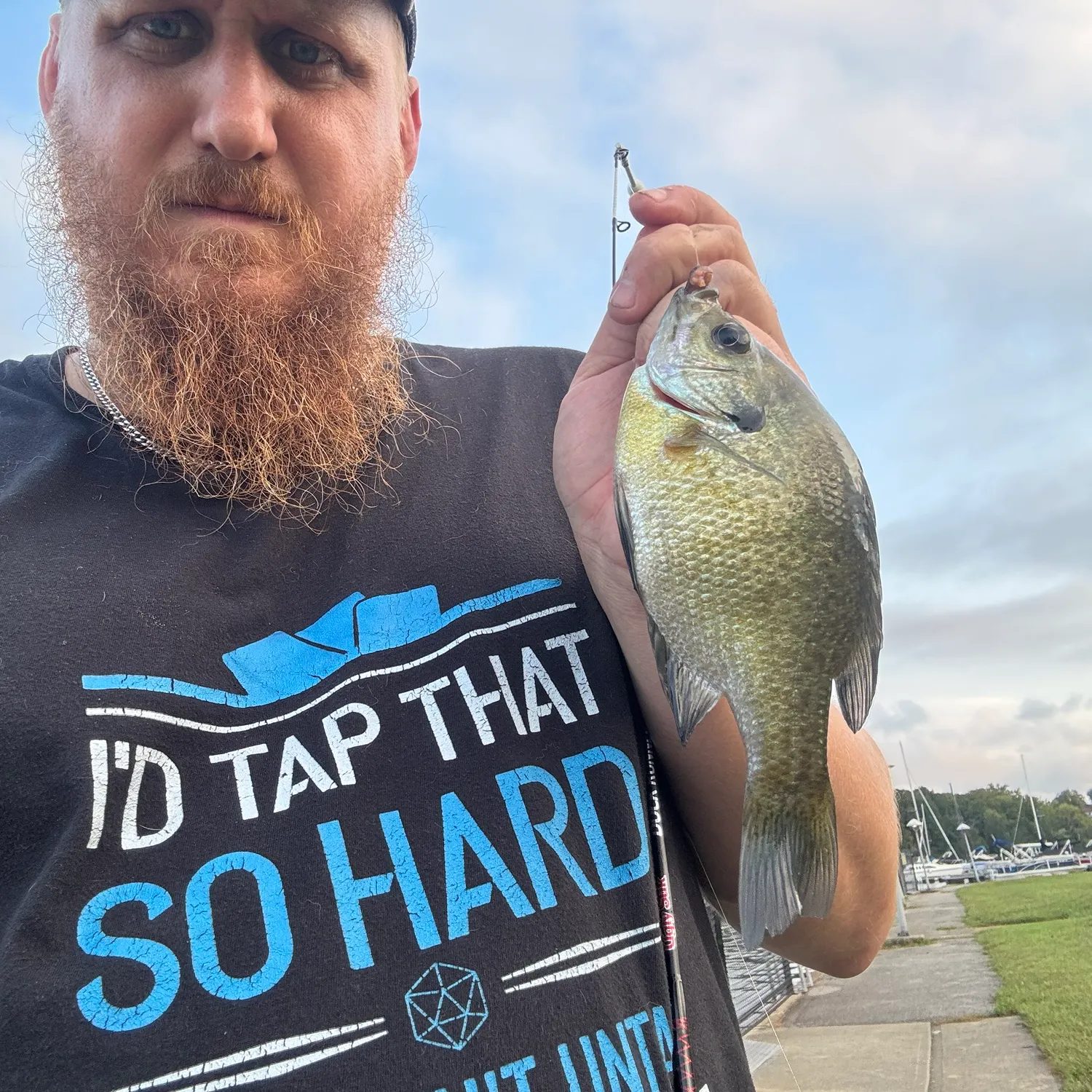 Bluegill caught on Fishbrain