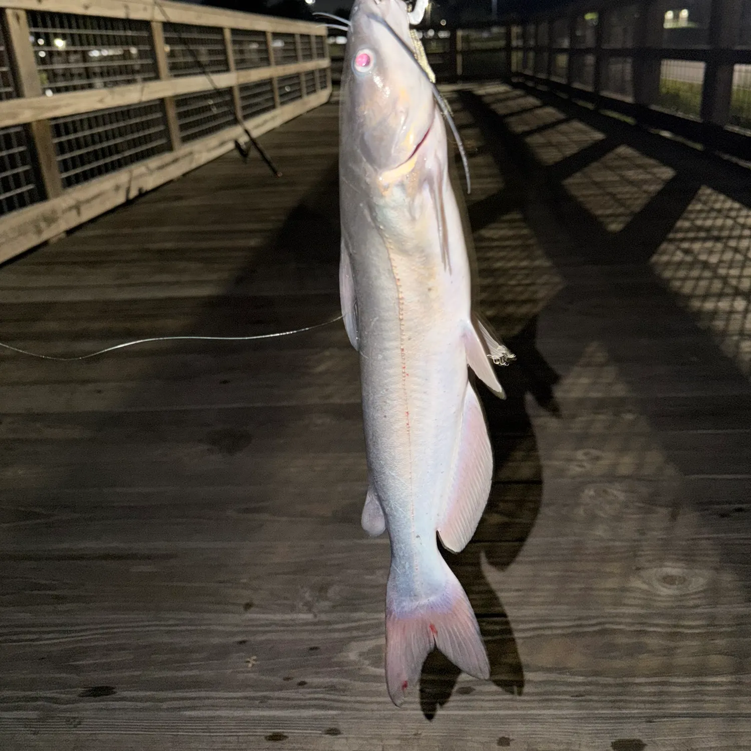 Channel catfish caught on Fishbrain