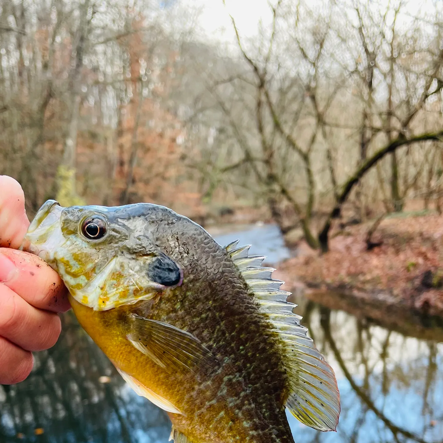 The most recent Pumpkingill hybrid catches on Fishbrain