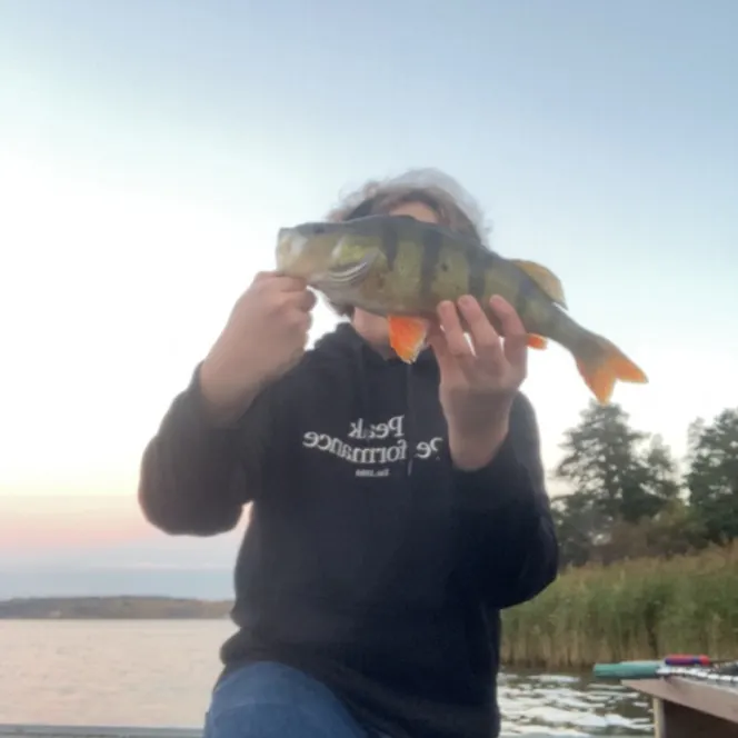 European perch caught on Fishbrain