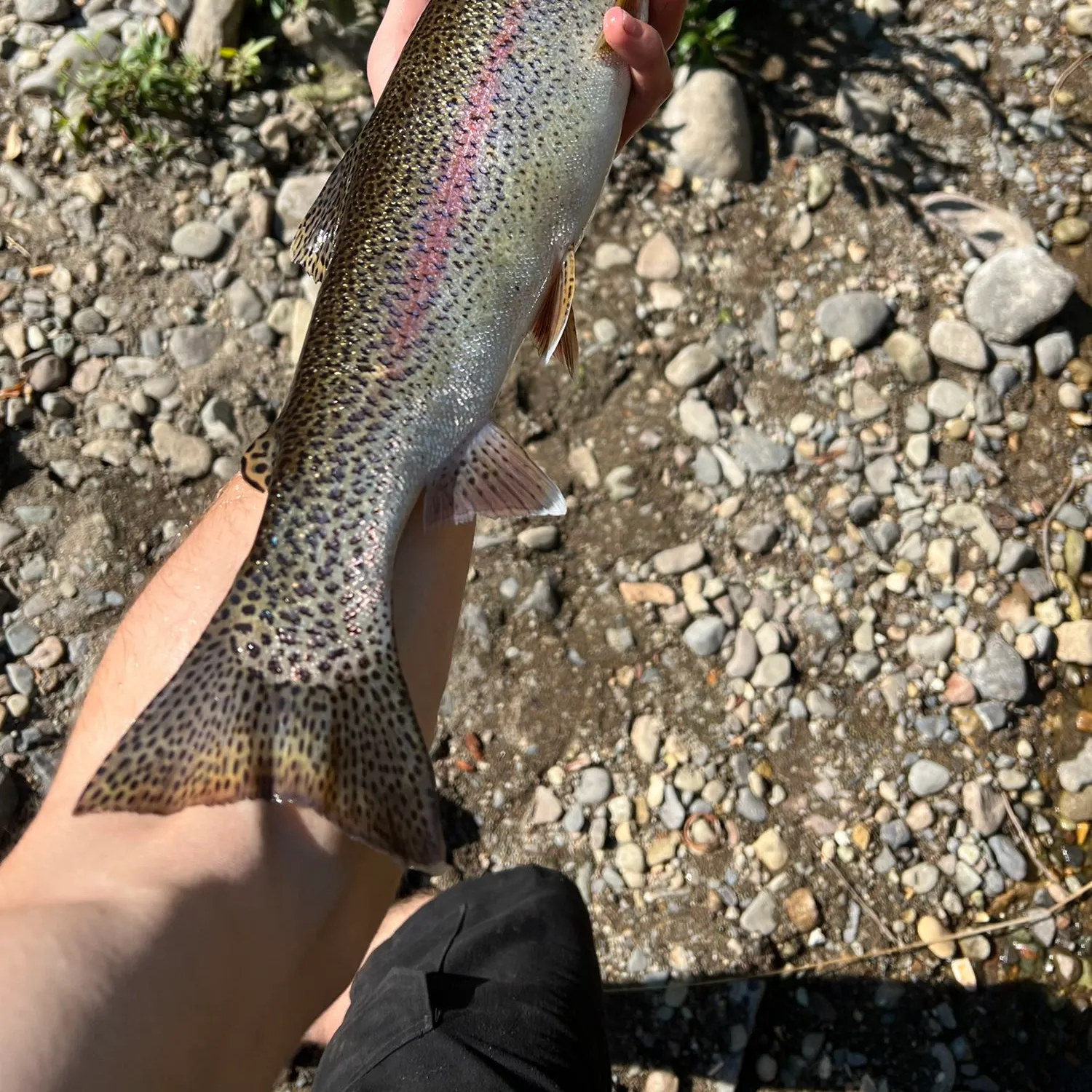 ᐅ Greenwater River fishing reports🎣• Greenwater, WA (United States) fishing