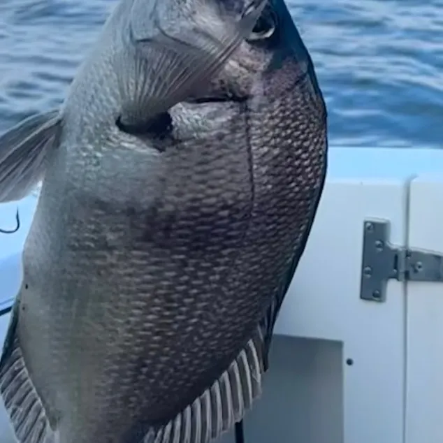 The most recent Jolthead porgy catches on Fishbrain