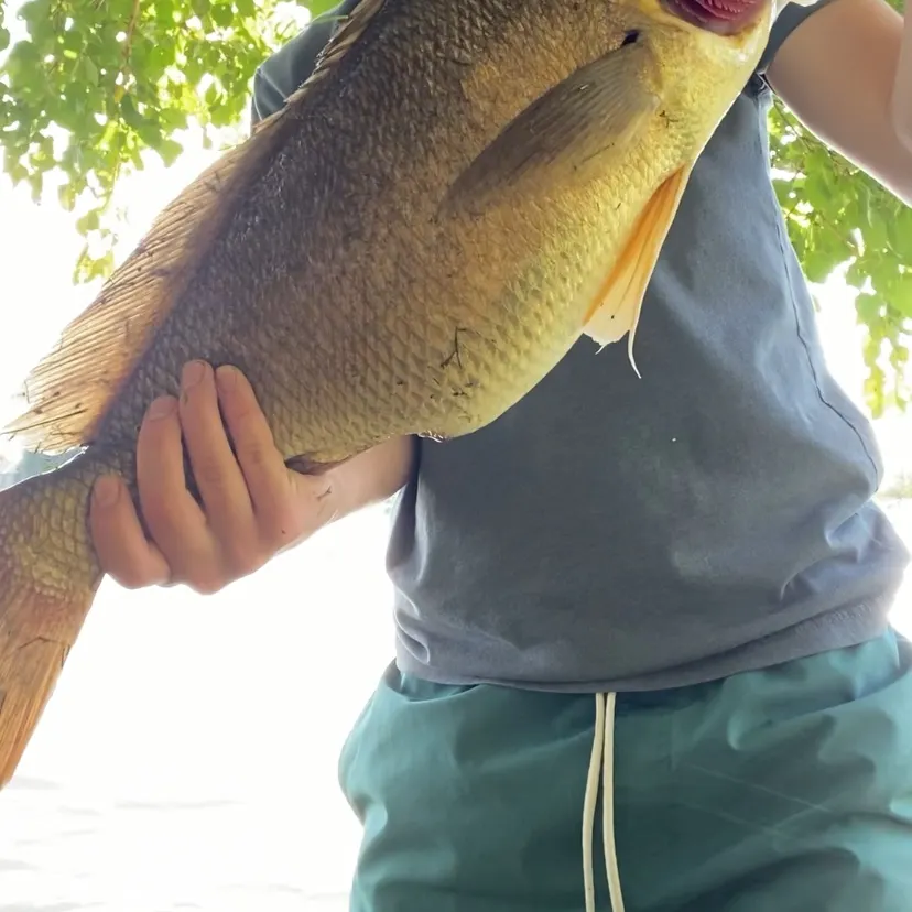 Freshwater drum caught on Fishbrain