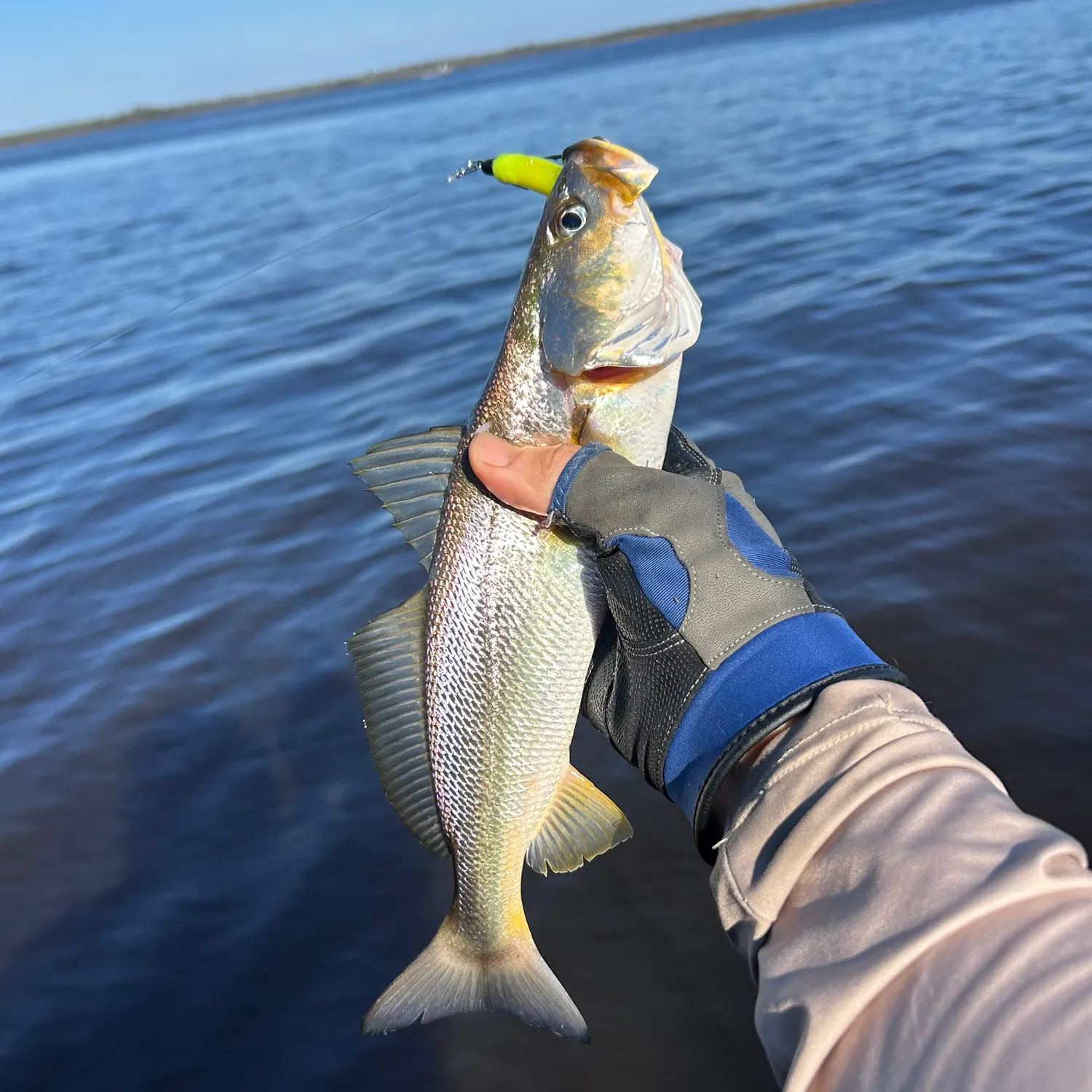 The most recent Sand seatrout catches on Fishbrain