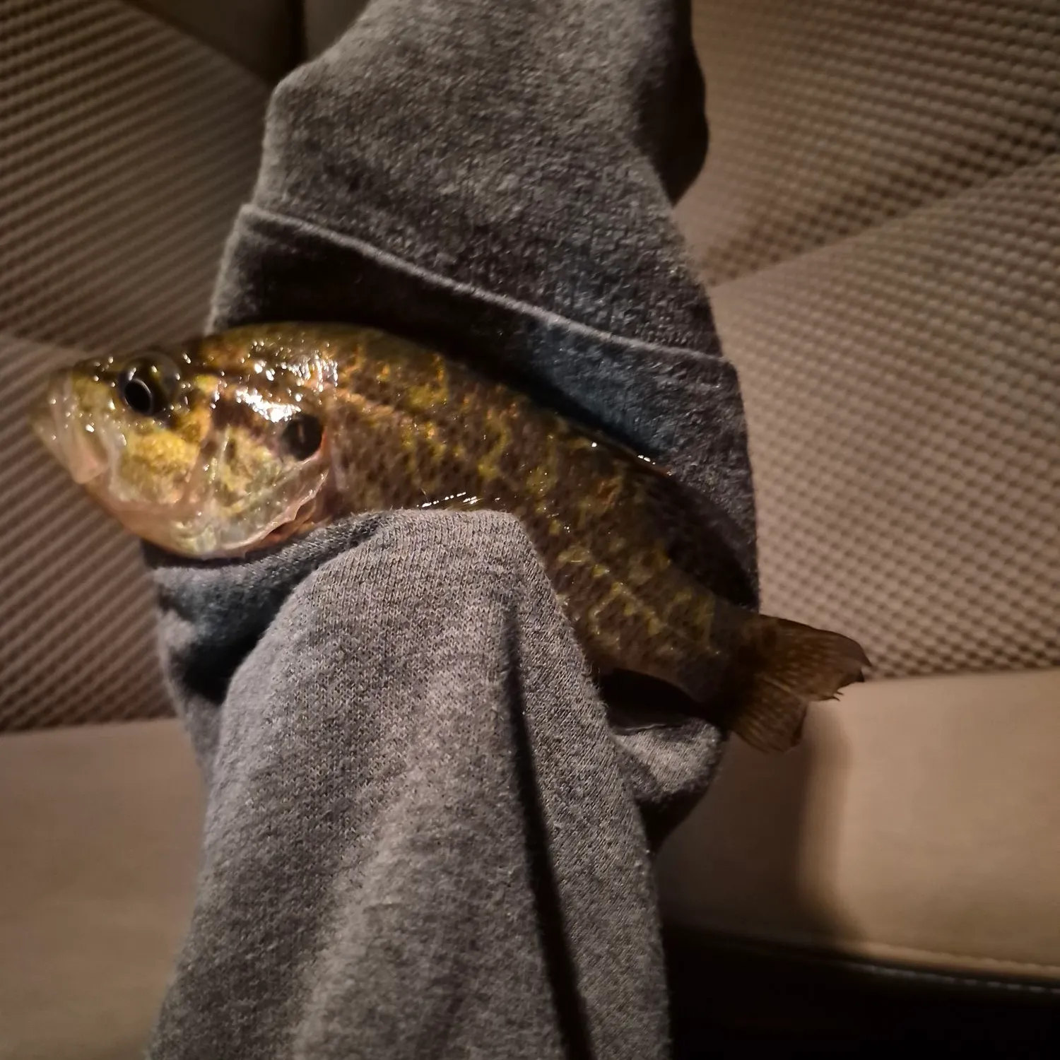 Rock bass caught on Fishbrain
