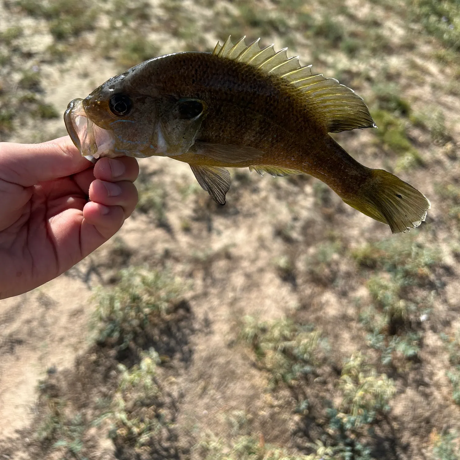 Greengill hybrid caught on Fishbrain