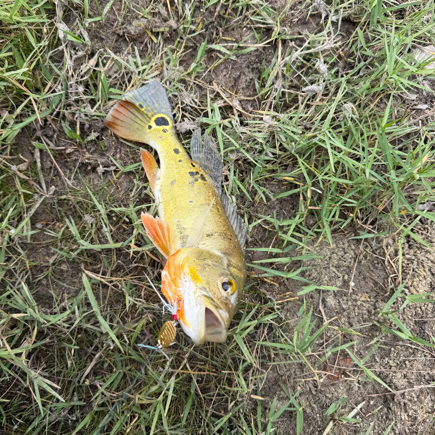 Butterfly peacock bass caught on Fishbrain