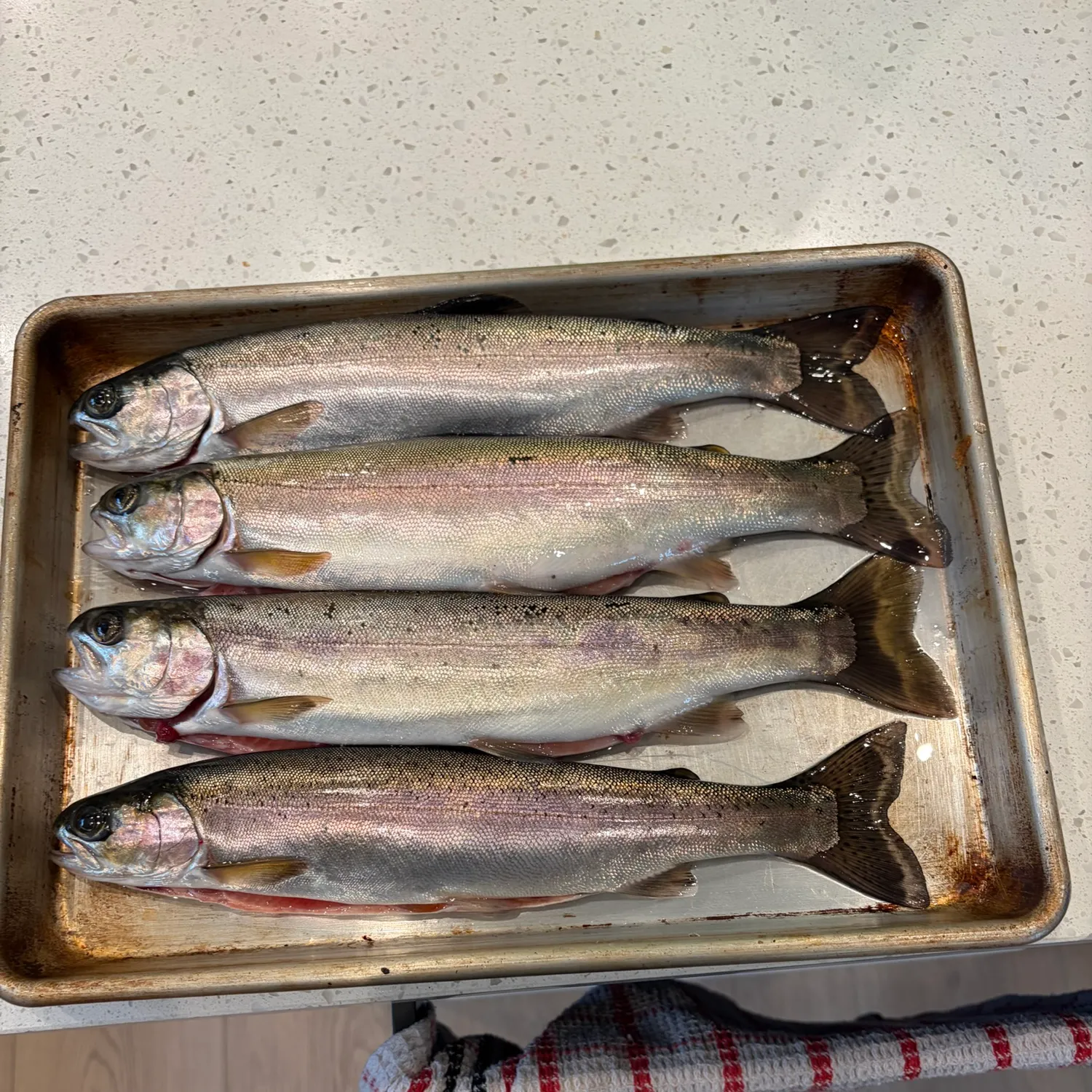 Rainbow trout caught on Fishbrain
