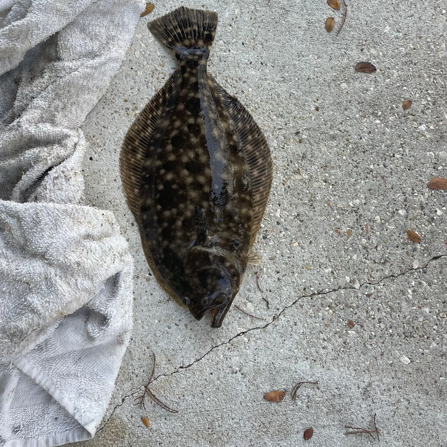 The most recent Gulf flounder catches on Fishbrain