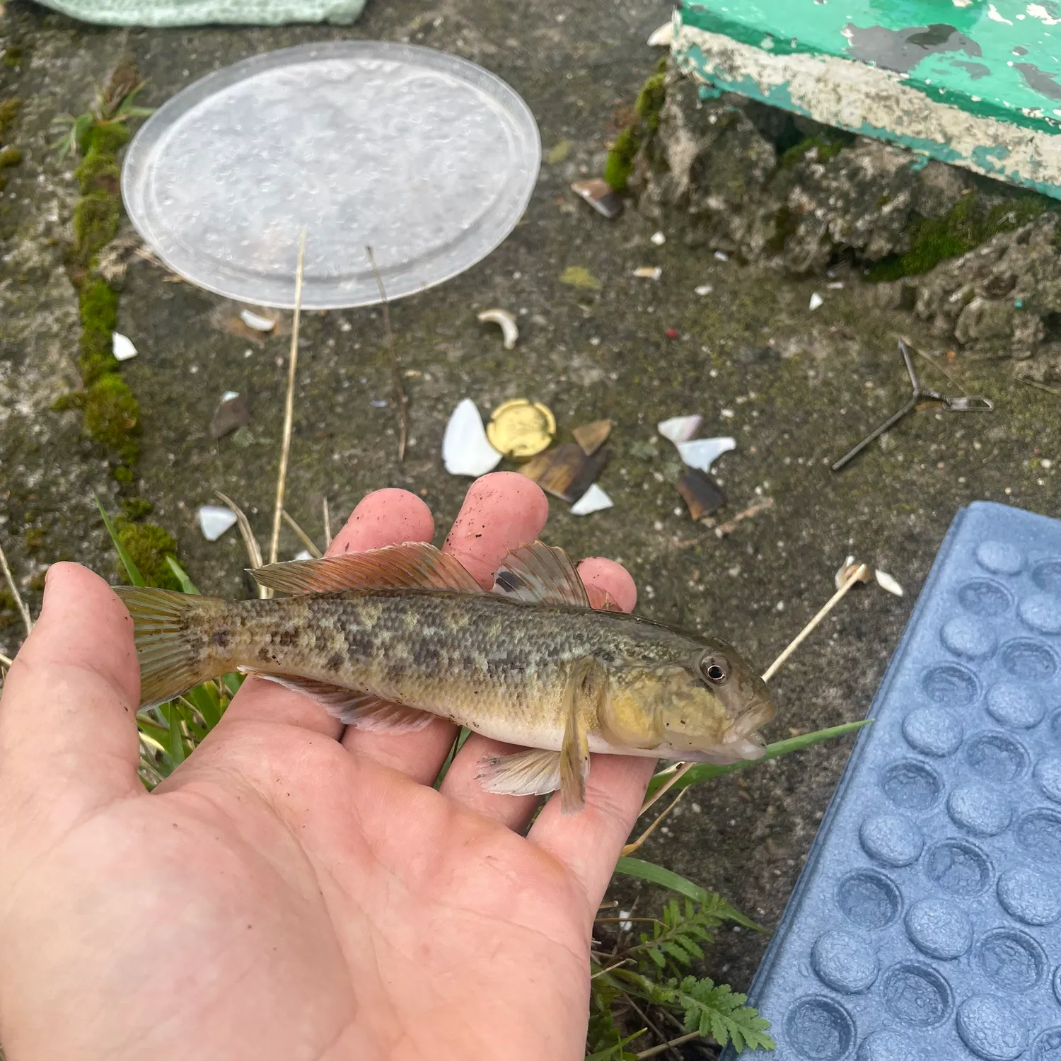 Round goby caught on Fishbrain