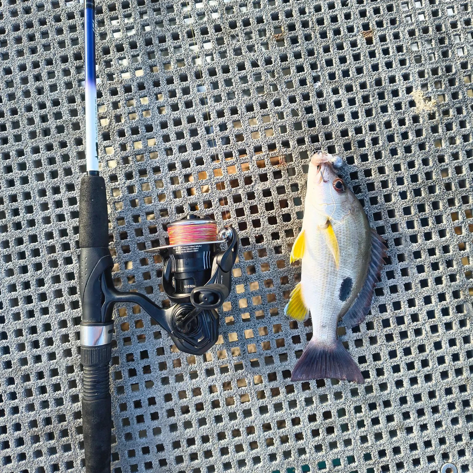 The most recent Moses perch catches on Fishbrain