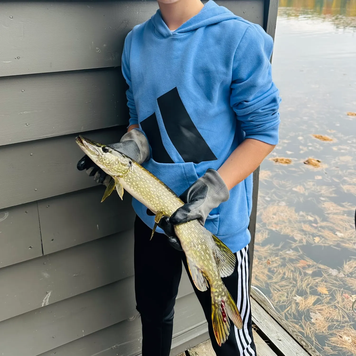 Northern pike caught on Fishbrain