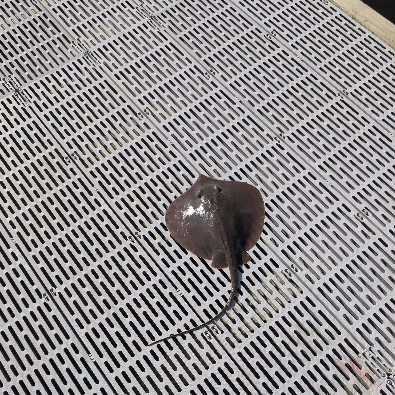 The most recent Atlantic stingray catches on Fishbrain