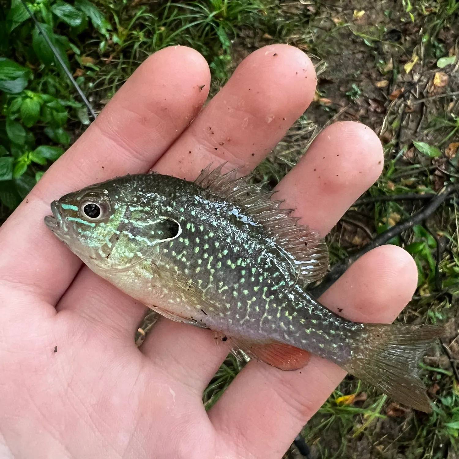 Swampland longear sunfish caught on Fishbrain