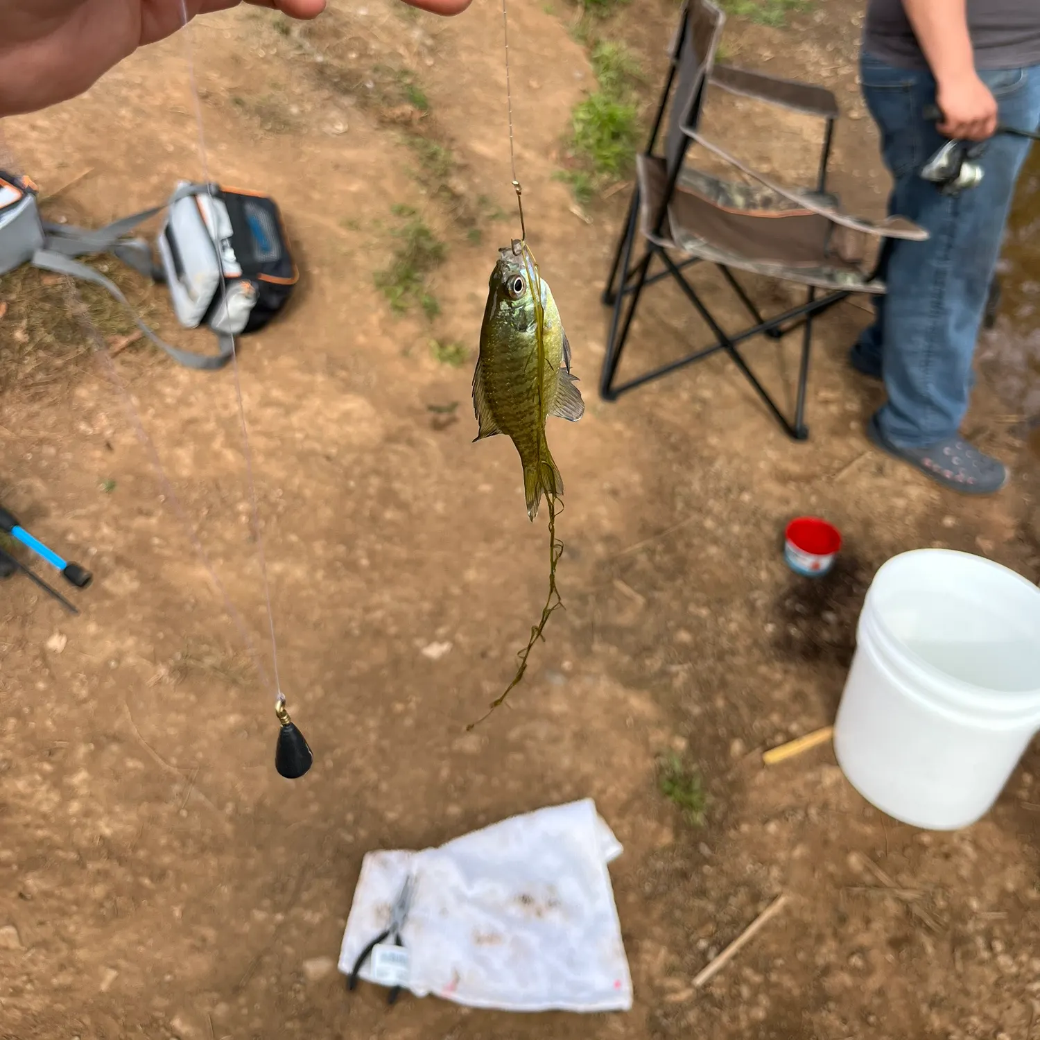 Bluegill caught on Fishbrain