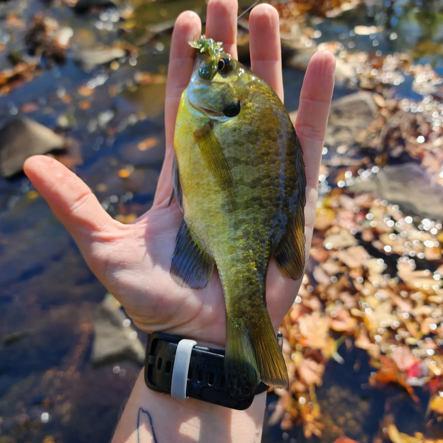 Bluegill caught on Fishbrain