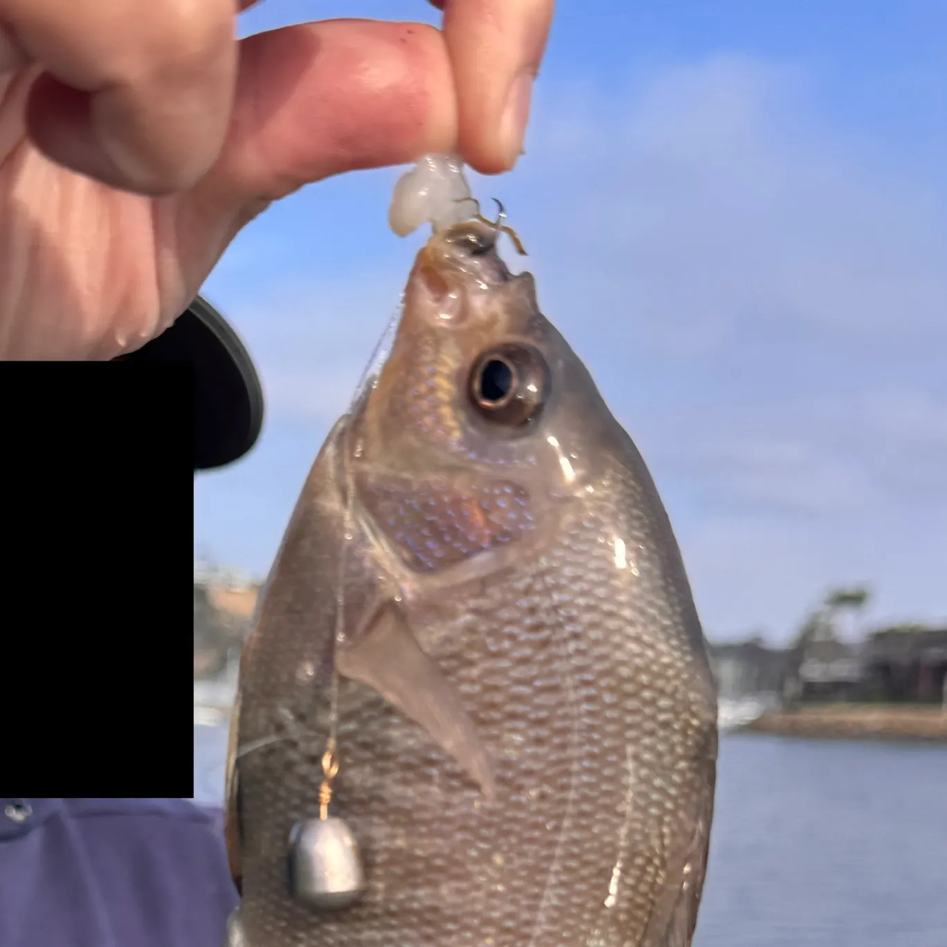 The most recent Black perch catches on Fishbrain