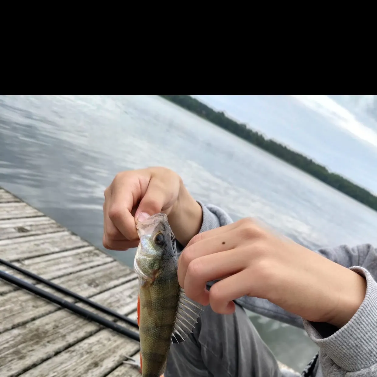 European perch caught on Fishbrain
