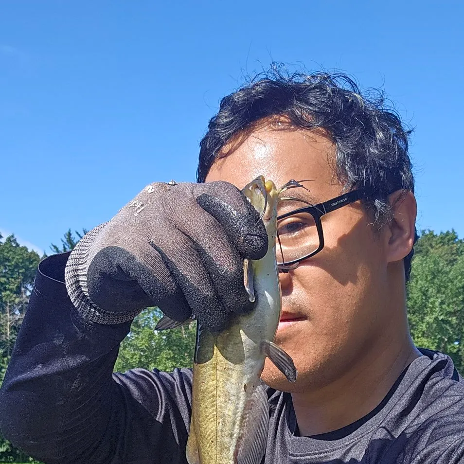 Brown bullhead caught on Fishbrain