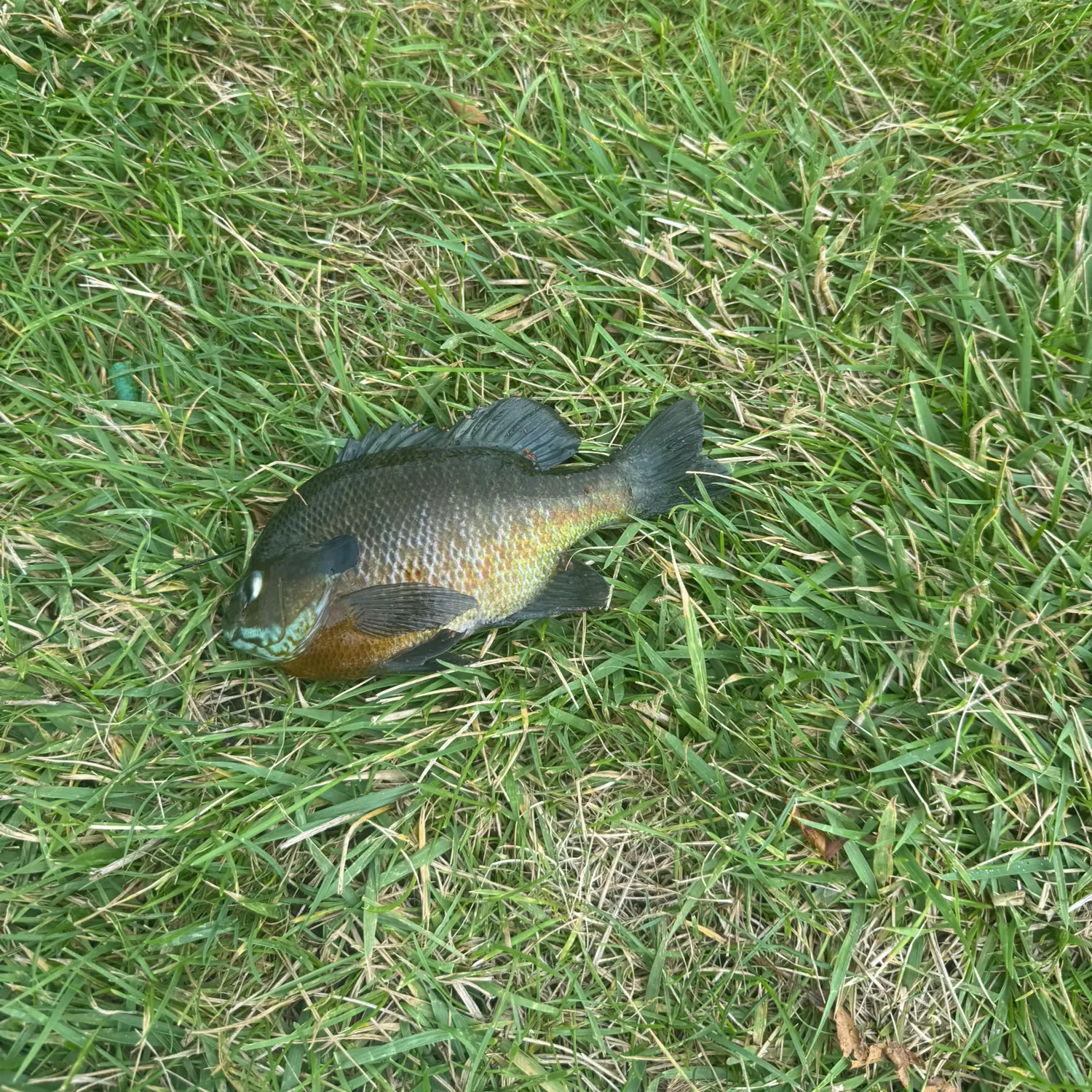 The most recent Bluegill catches on Fishbrain