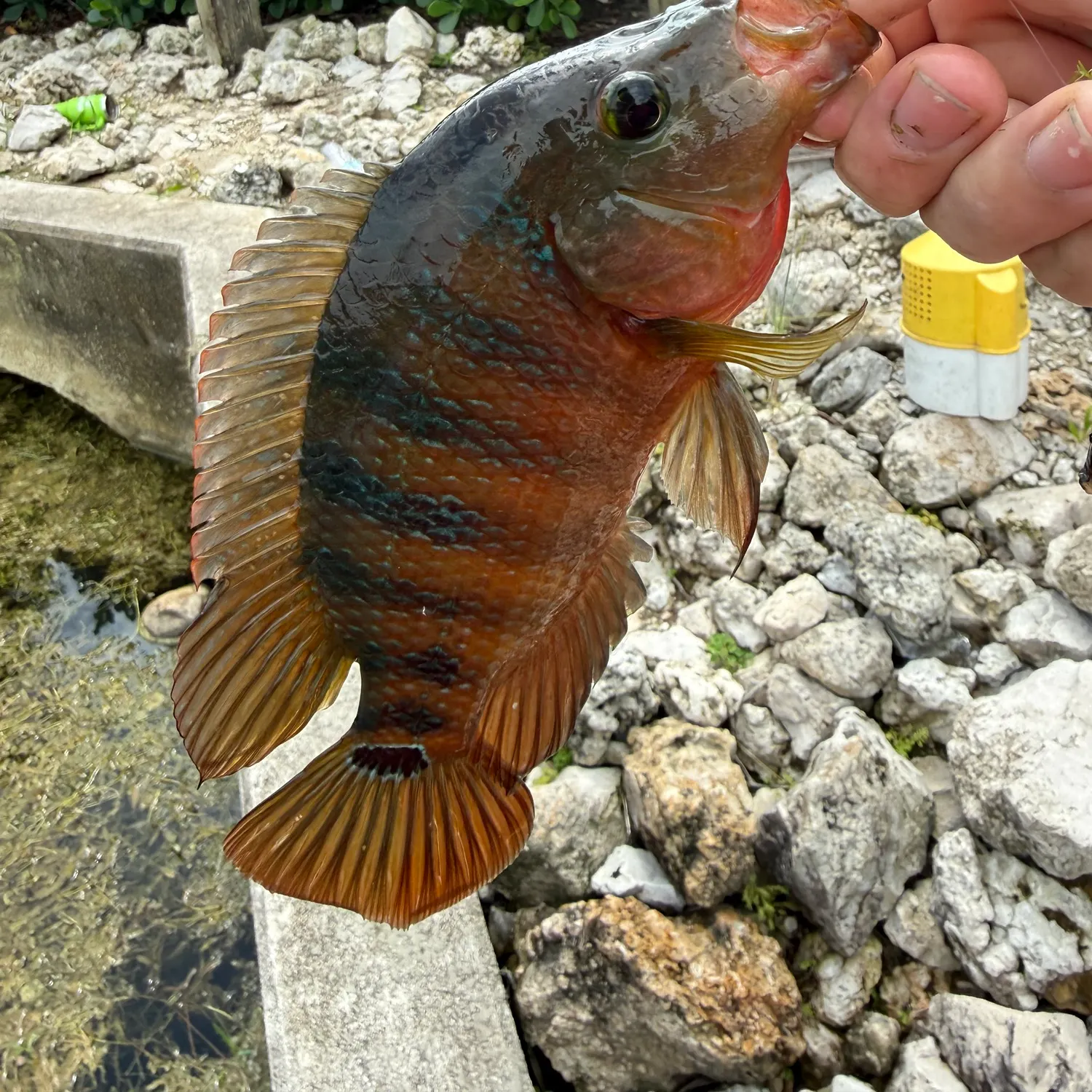 Mayan cichlid caught on Fishbrain