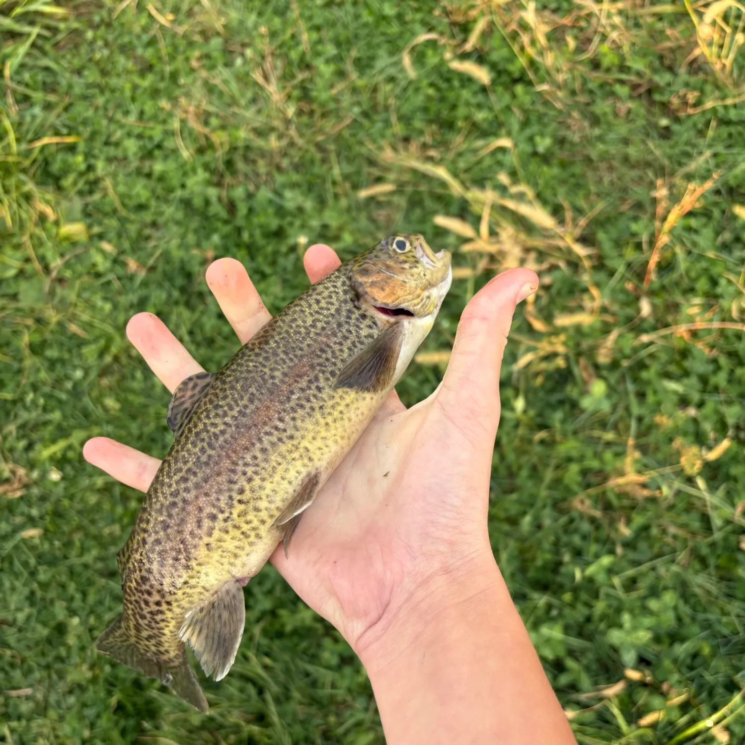 Rainbow trout caught on Fishbrain