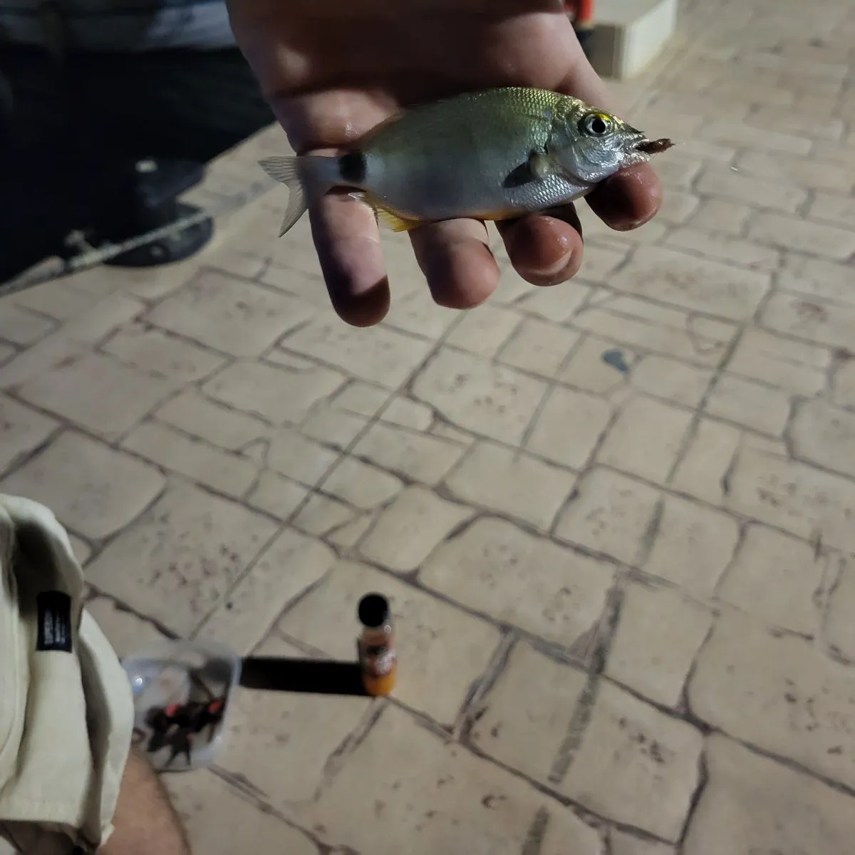 The most recent Annular seabream catches on Fishbrain