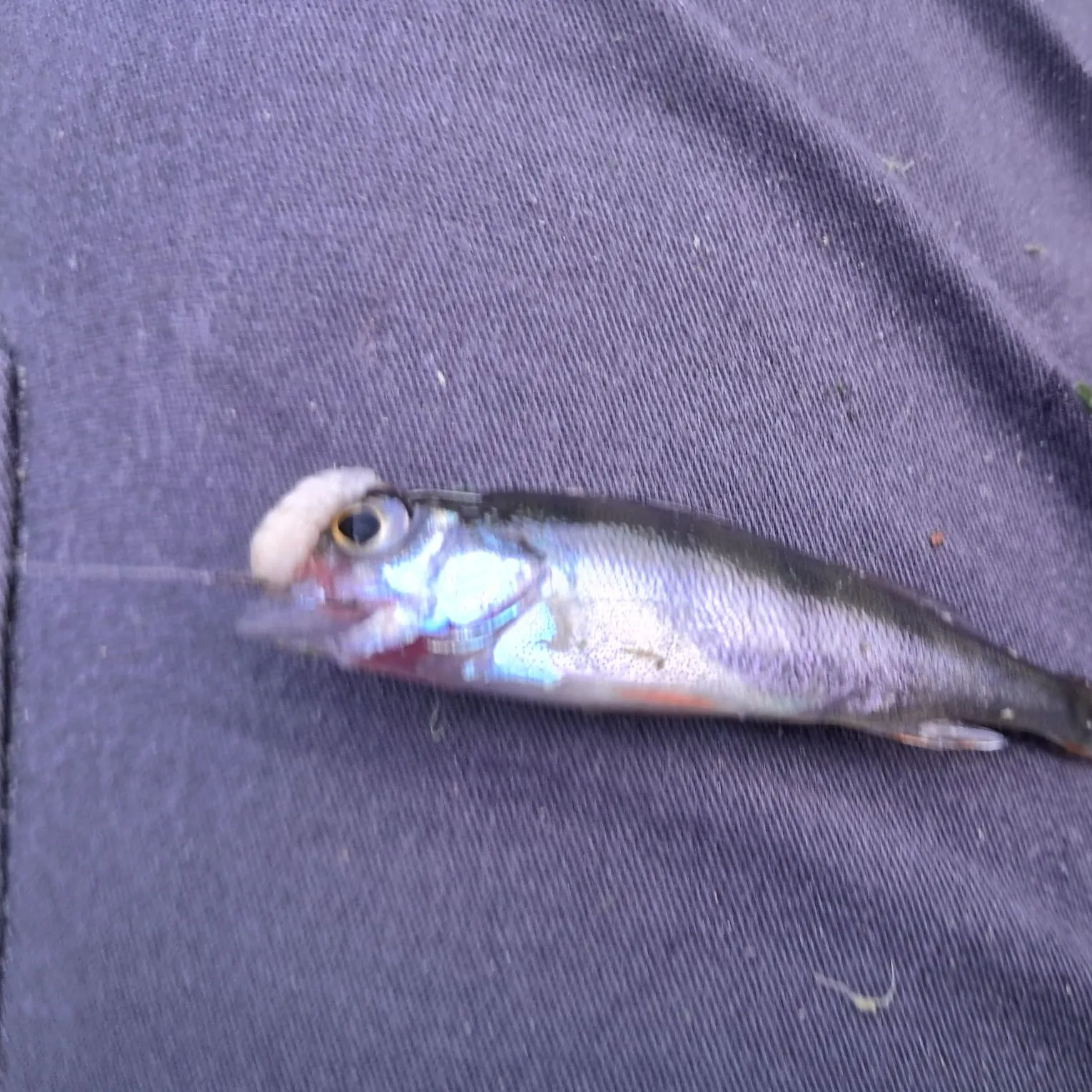 Fish caught on Fishbrain