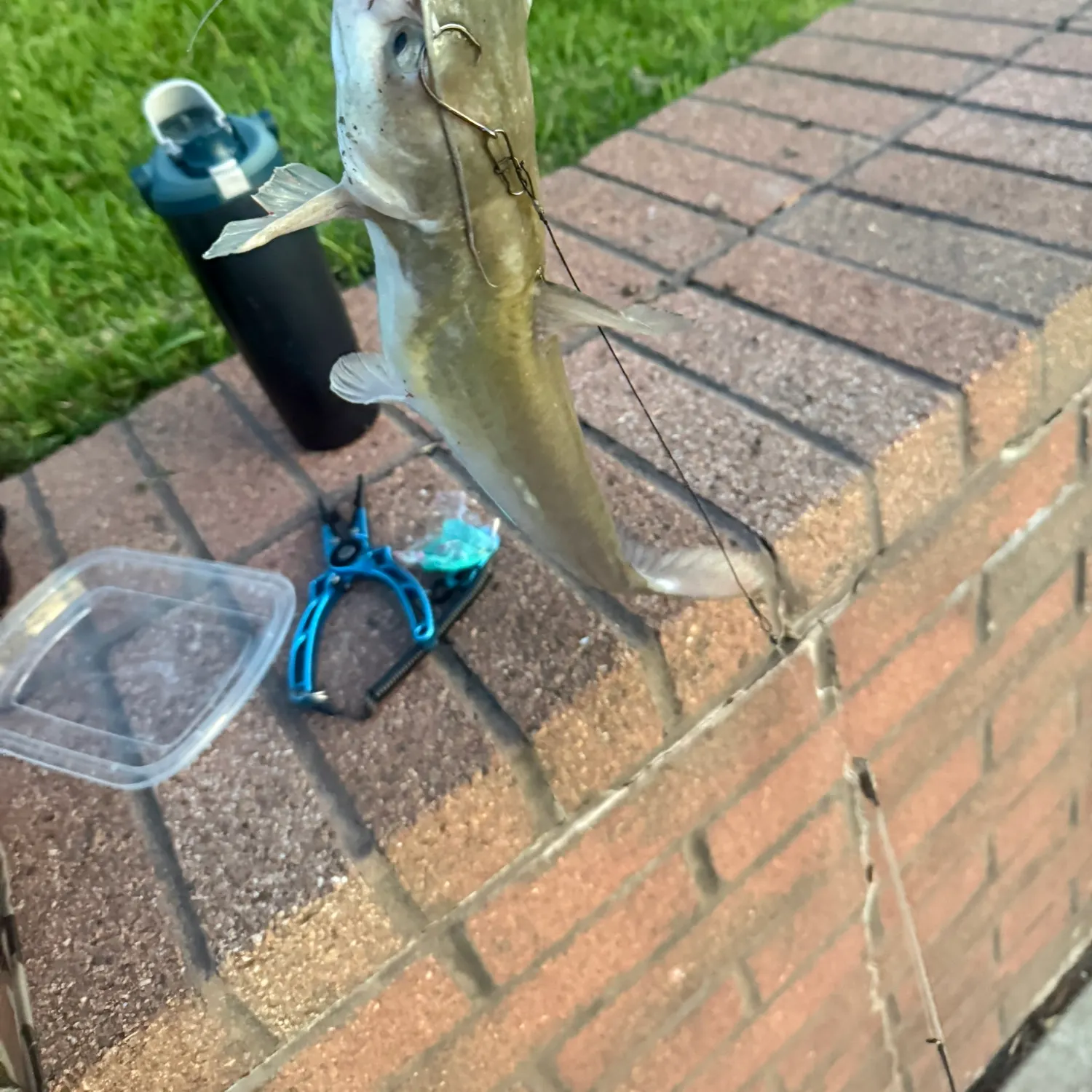 Fish caught on Fishbrain