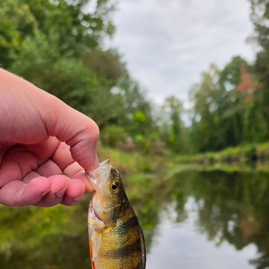 Yellow perch caught on Fishbrain