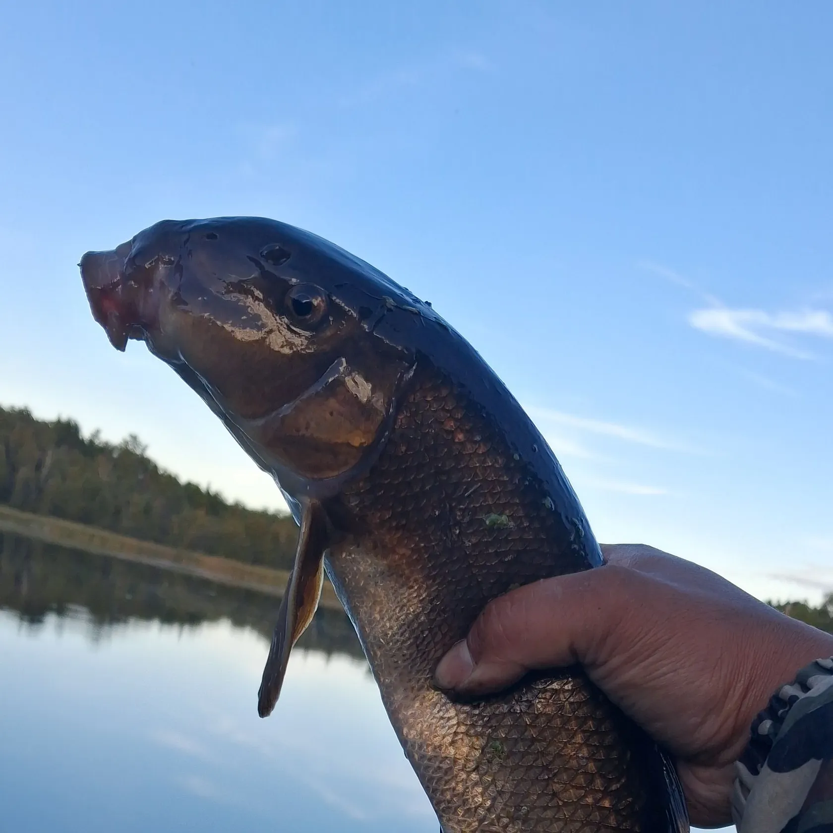 The most recent White sucker catches on Fishbrain