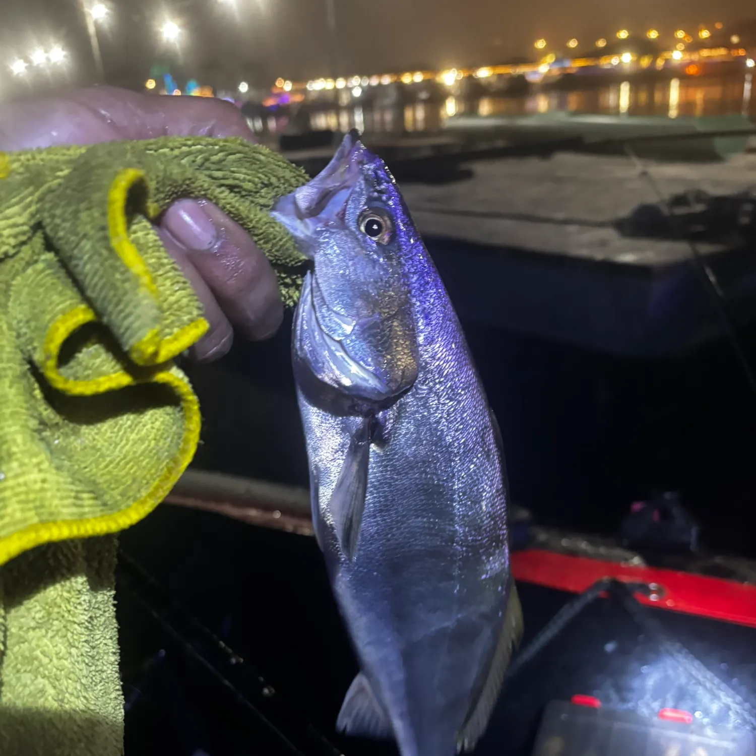 The most recent White seabass catches on Fishbrain