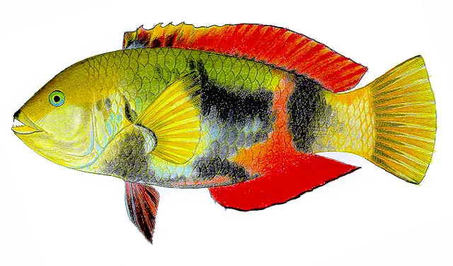 Crimsonband wrasse