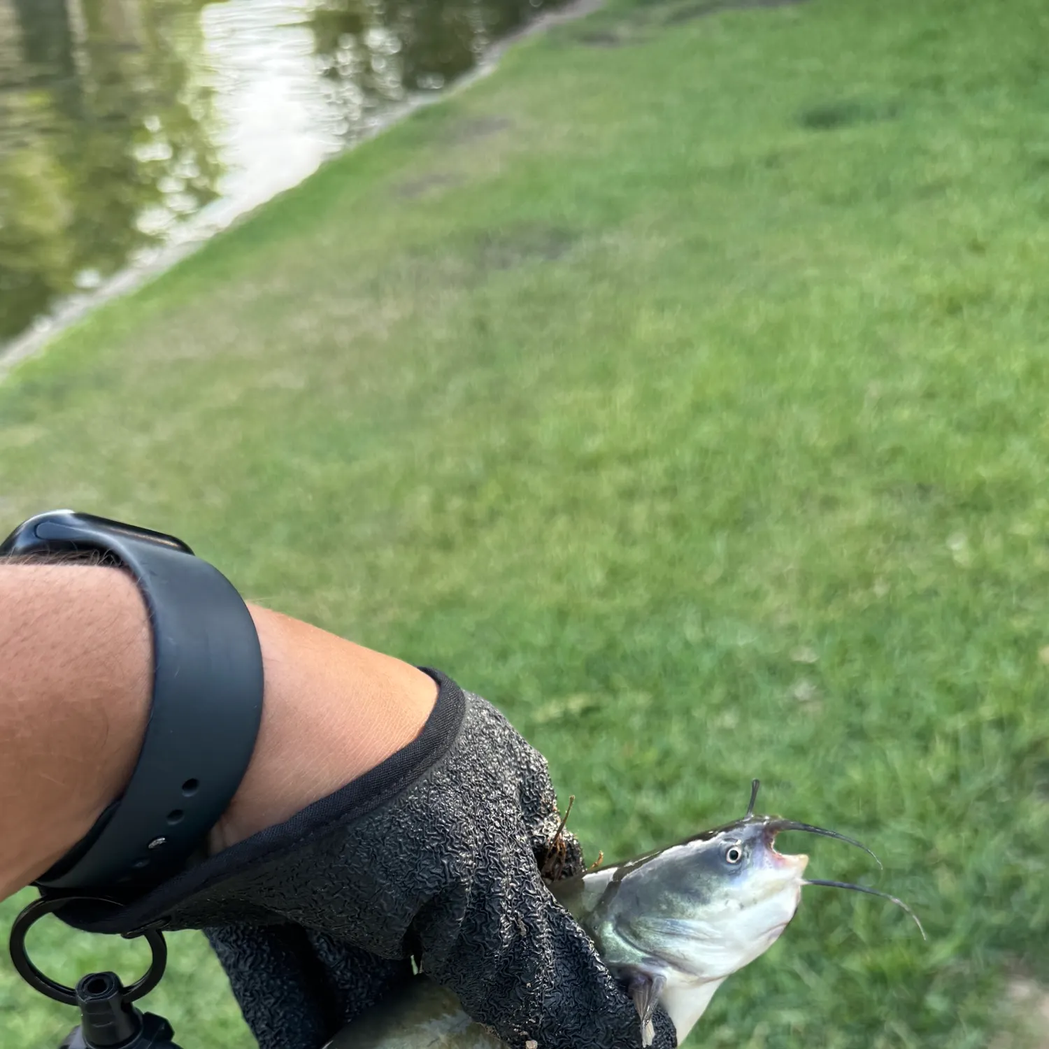 Fish caught on Fishbrain