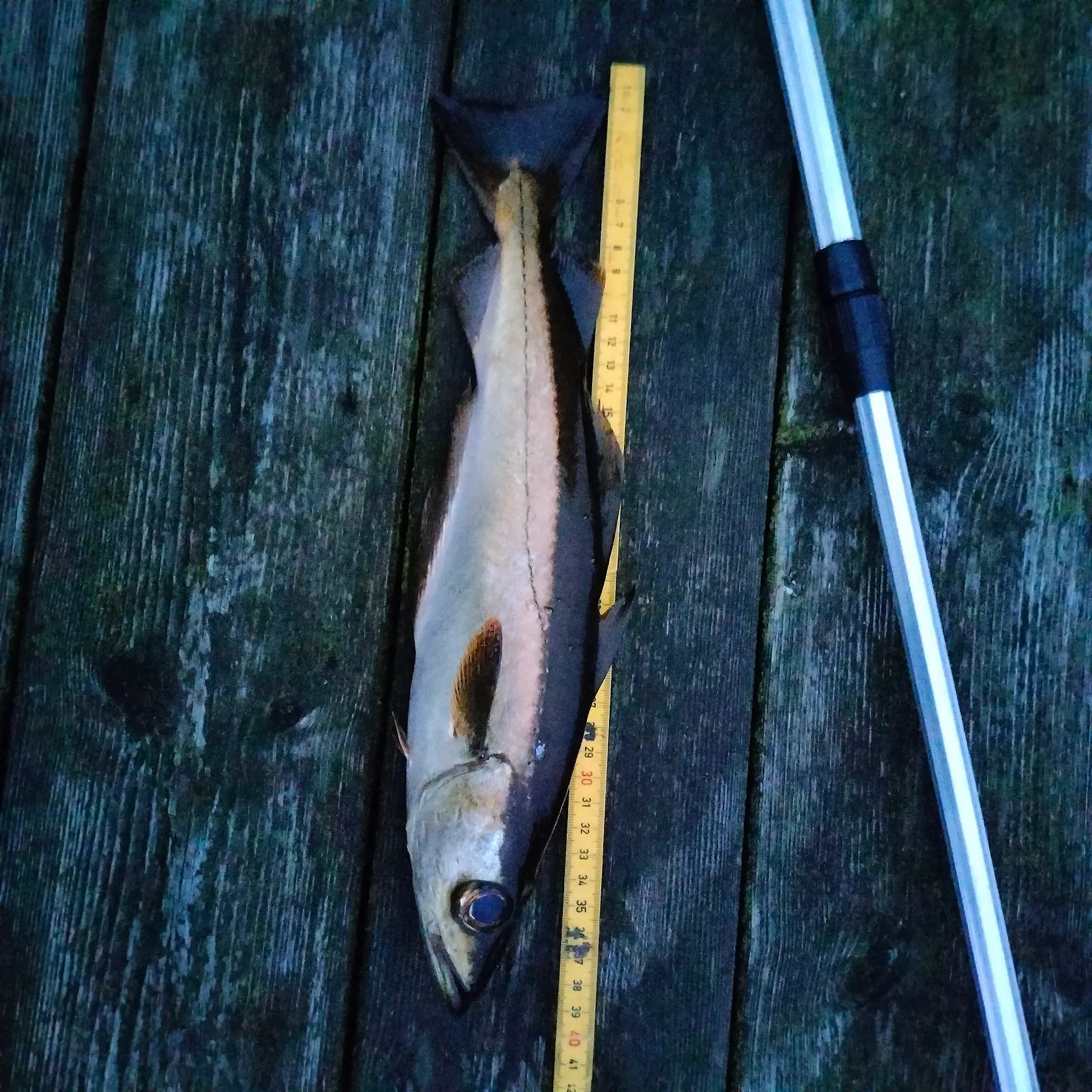 Pollack caught on Fishbrain