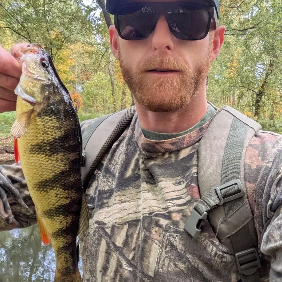Yellow perch caught on Fishbrain