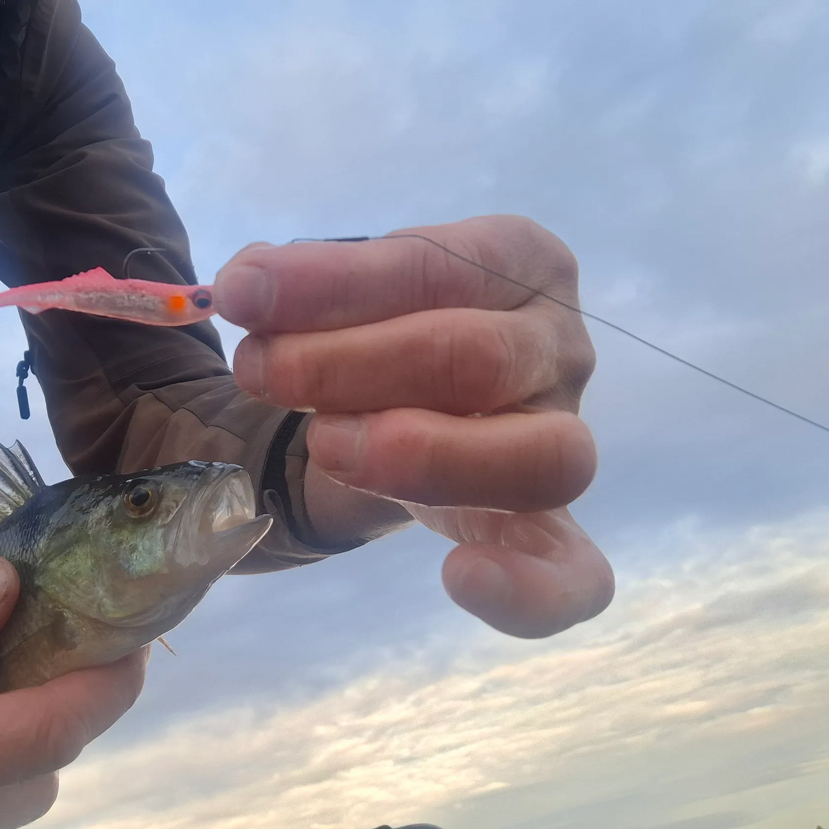 European perch caught on Fishbrain